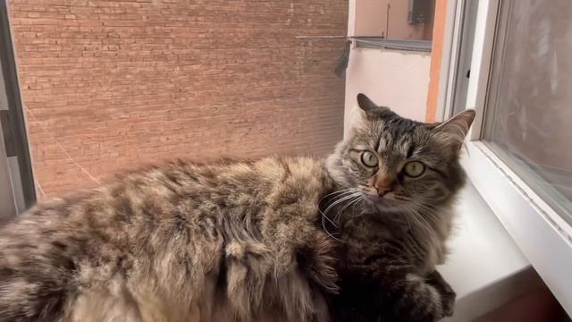 Овсянка на подоконнике смотреть онлайн