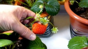 Выращивание дома ремонтантная клубника земляника strawberry на окне 14.10.18. Урожай.