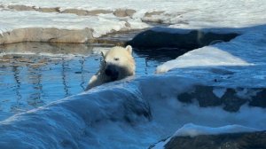 El Zoologico Mas Visitado de Canada | Calgary Zoo 🇨🇦