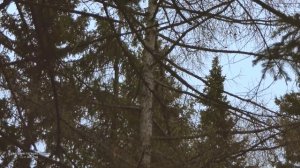 Пихтовые горы(Пихтовка). Нижний Тагил. 5.11.2021 год(4к)