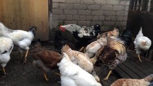 Юрловский петух