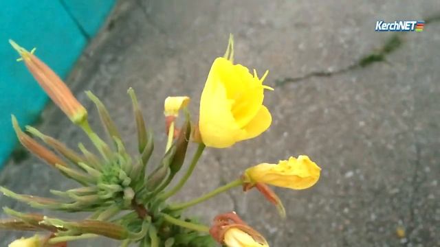 Энотера – волшебный цветок заката смотреть онлайн