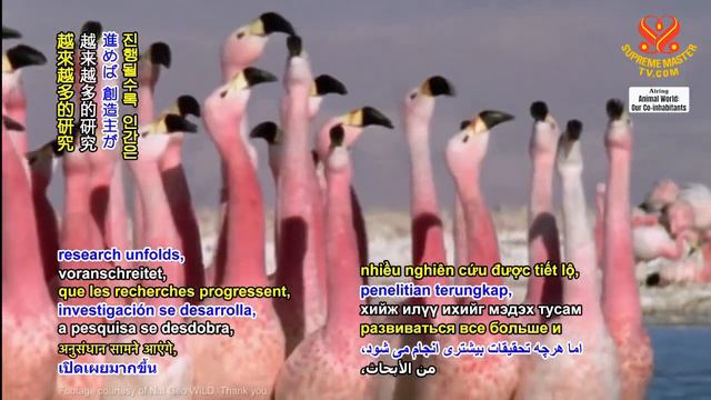 The Secrets to Birds' Vibrant Plumage Coloration 鳥兒光鮮羽毛天然著色的奧祕 смотреть онлайн