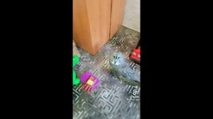 Нормально Погуляли в ПЯТНИЦУ - Да Сова? ))))    #приколы #смешныевидео #юмор #тикток #shorts 468