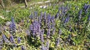 #Живучка #ползучая #Ajuga #reptans. #Лекарственные #свойства.
