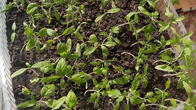 Великое переселение.Рассада получается отличная смотреть онлайн