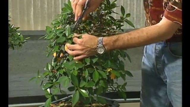 Pagineverdibonsai.it - La potatura estiva del Ficus formosana смотреть онлайн