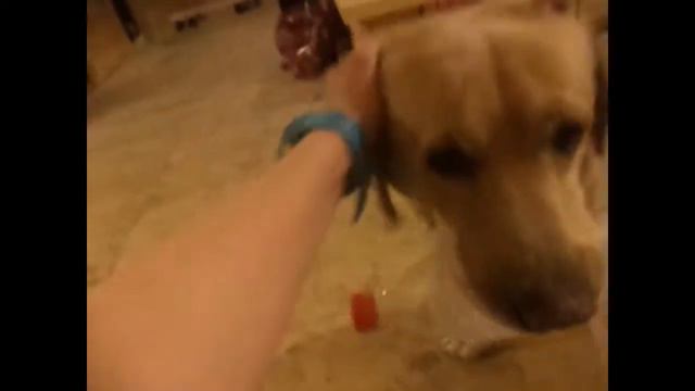 Собака друг человека?/Отдых на даче, камин, новый друг по имени Шанс:) смотреть онлайн