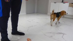 Щенок Шерлок ЗАБЫЛ про АРСЕНИЯ ДЕНЬ РОЖДЕНИЯ