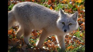 Корсак или степная лисица.