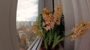 3 гиацинта распускаются?, таймлапс. 3 hyacinths blooming, timelapse.