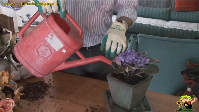 coltivazione saintpaulia смотреть онлайн