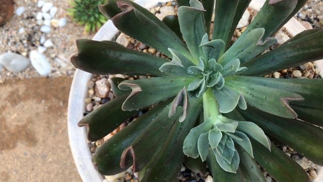 Foster & Grow - Echeveria Dark Vader смотреть онлайн