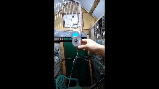 Японские кролики  Yapon Dovşanı "Tokyo"