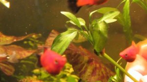 Апоногетон живородящий. "Колхозная агрономия)"