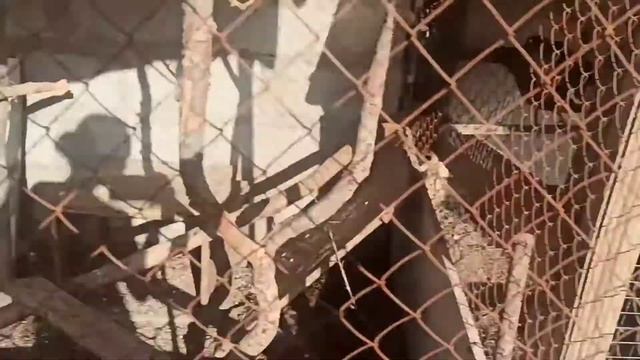 Ларинготрахеит у кур и фазанов. Колю фармазин.