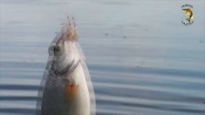 Весенняя #плотва или одна плотвица на два крючка