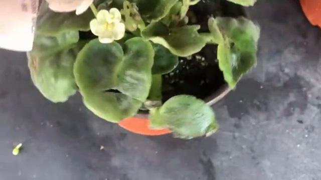 Mis plantas de interior deco minimalista