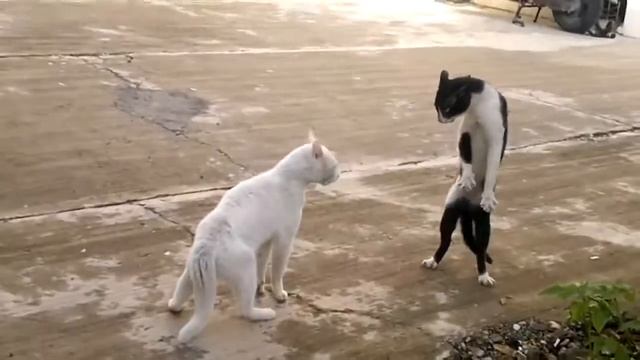 Смешная поза кота смотреть онлайн