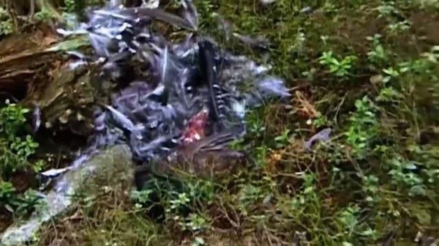 Беркут – Главный в небе! Самый большой и быстрый орёл. Интересные факты о беркутах. смотреть онлайн