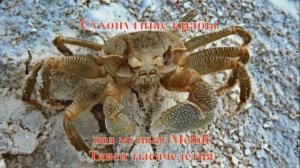 16. Сухопутные крабы под музыку Mehdi Танец тысячелетия HD