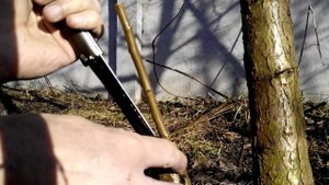 Прививка сливы на алычу в расщеп