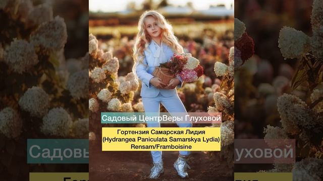 Самарская Лидия в садовом центре Веры Глуховой, питомник-гортензий.рф