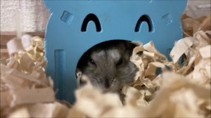 [Jan] This Is How Your Hamster Eats Foods Everyday