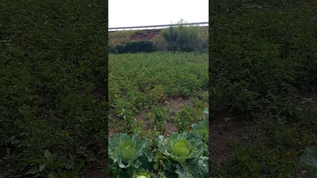 Кроме рыбалки у меня есть огород и дача ;) #сад #дача #огород #саддачаогород #сад2024 #огород2024 #д