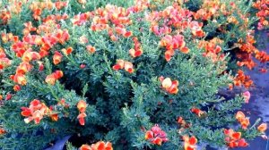 Best Garden Shrubs - Cytisus Lena (Scotch Broom)