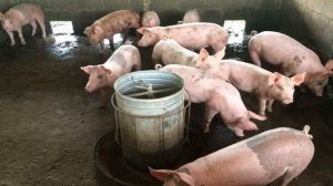 Алиментарная анемия поросят