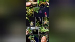 орхидея уход и посадка