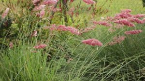 Todo sobre la Gramínea Melinis nerviglumis