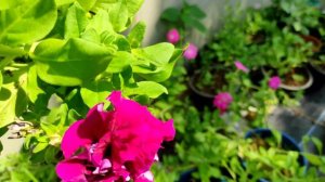 double petal petunia/multi petal petunia/petunia