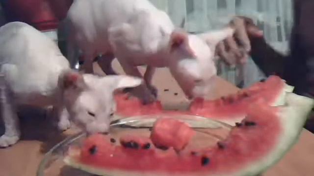 прикольные кошки