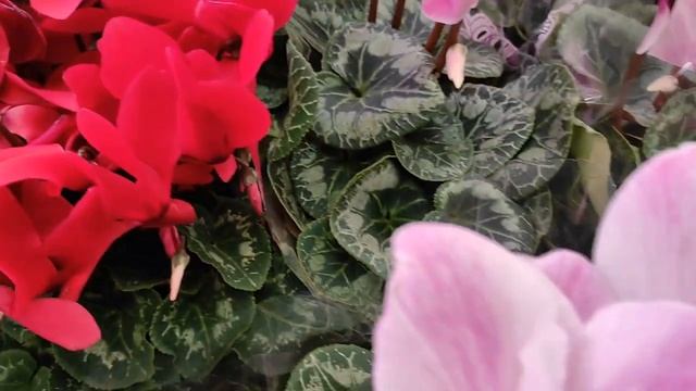 Цветочный рай в Леруа Мерлен: орхидеи, тилансии,, бегонии, бромелиевые и герберы смотреть онлайн