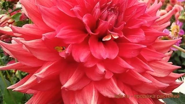 Георгина декоративная Крев Кёр (dahlia creve coeur) ? обзор: как сажать, луковицы георгины Крев Кёр