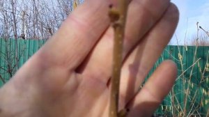 Фундук Трапезунд,Шедевр,4219,Озенбаш.Самый поздний опылитель.Ассортимент саженцев на весну.