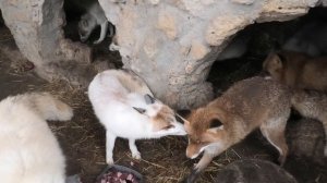 Лисушки - красотушки! Ну очень вкусный гостинец! Foxes are beauties! Well, a very tasty treat!