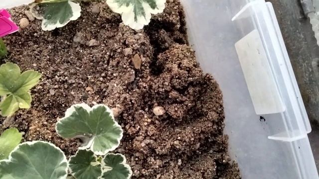 #214.Укоренение черенков пеларгонии в вермикулите и в песке,сравнение! смотреть онлайн