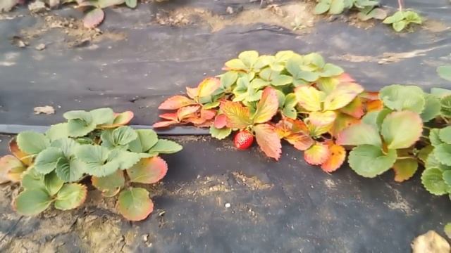 Собираем Клубнику в Ноябре Ремонтантные сорта Линоса Альбион Монтерей смотреть онлайн