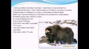 Биология 8 класс Копытные