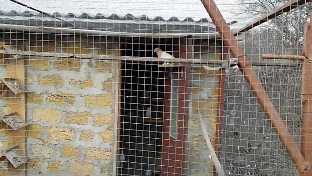 ПРО АРМЯНСКИХ ГОЛУБЕЙ )А ВЫ ЗНАЛИ ?