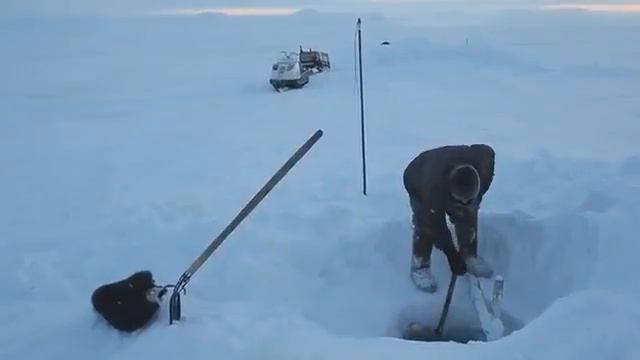 Добыча рыбы-чир,муксун,омуль и т. п.
