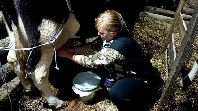 Ручная дойка коровы, которая не хочет стоять.. Корова псих! смотреть онлайн