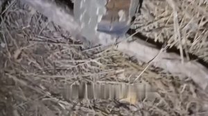 Новые противопехотные мины блока НАТО, замаскированные под полено.