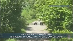 В Иркутской области медведи все чаще выходят к людям