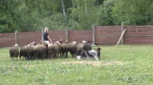 шелти ХОРТИ, проводка овец возле возле загона