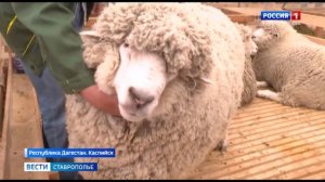 Ставропольские овцы признаны одними из лучших в стране