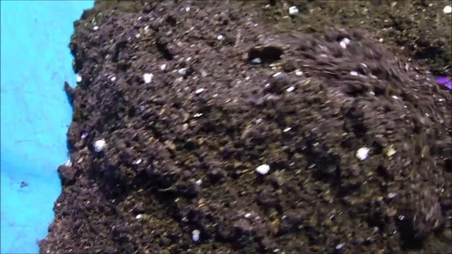 Как выращиваю крепкую и сильную рассаду томатов! смотреть онлайн